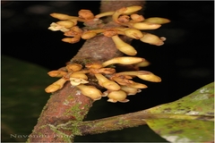 Myristica dactyloides